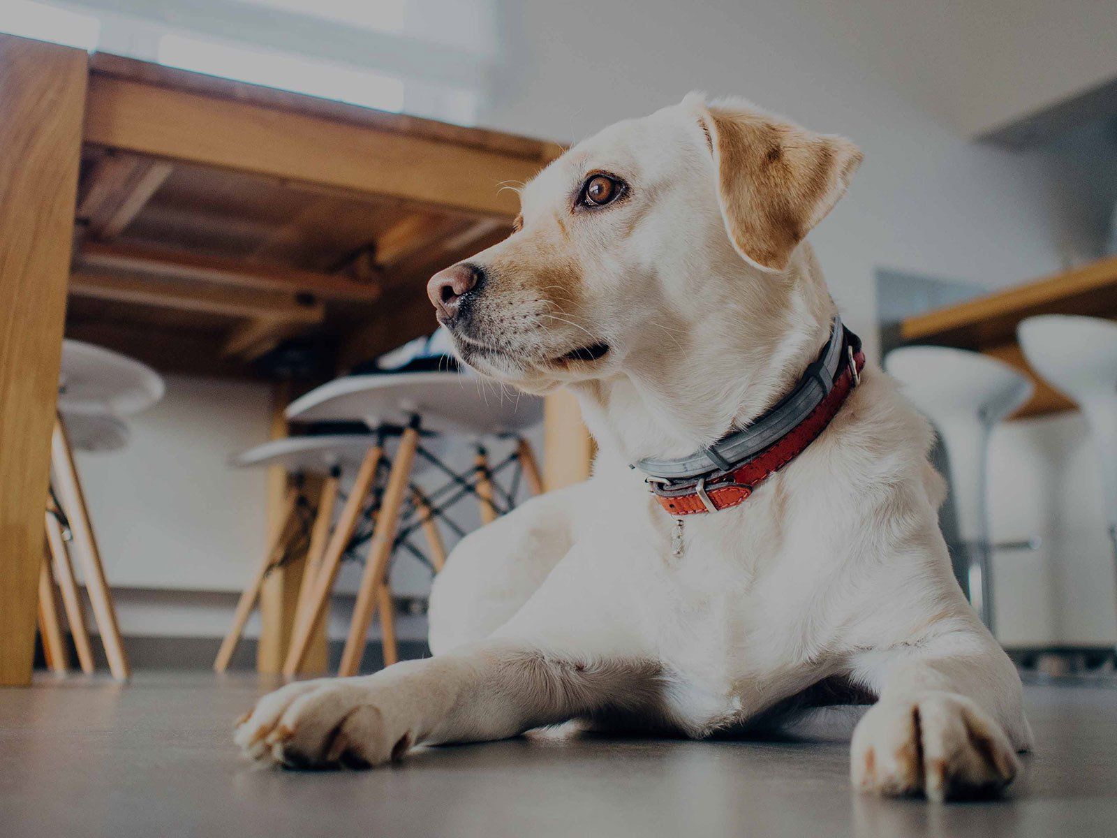 Hund bei der Untersuchung in der Tierarztpraxis Dr. Homann